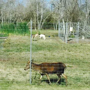 The wildlife roaming in the back pen...