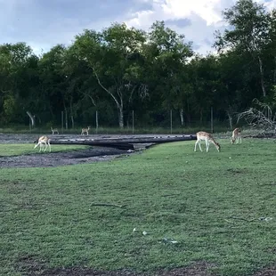 Wildlife out back...