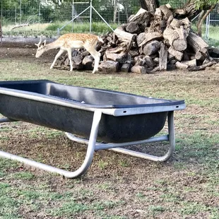 Wildlife out back...