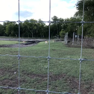 Wildlife out back...