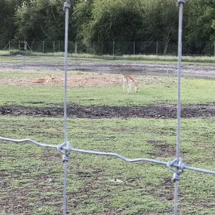 Wildlife out back...