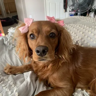Stella O.