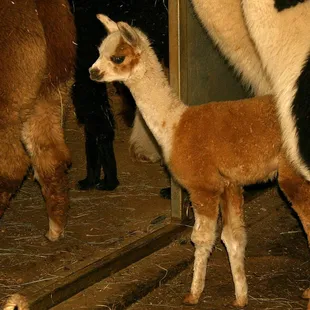 A young Alpaca watching the big boys get their hair cut.