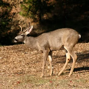 Teenage BAMBI looking for the does under the 125+ year old Majestic Oak.