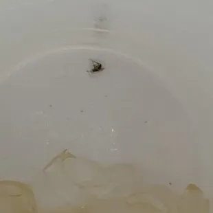 a bug in a bowl of water