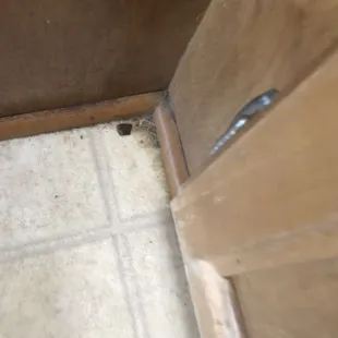 Kitchen floor even has a spider web