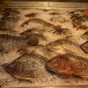 fish on ice