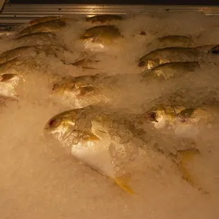 fish on ice