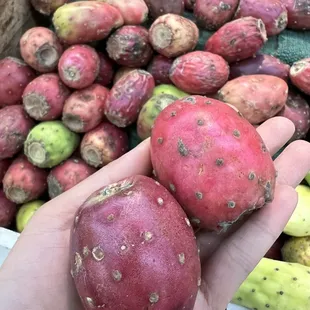 Cactus Fruit