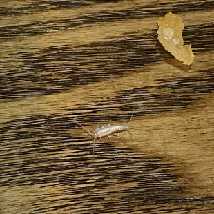 a small insect on a wooden table