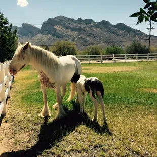 We all enjoyed a foal that was born on the ranch this year.