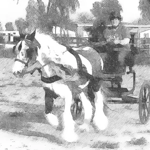 This is the owner 's favorite horse activity. She drives Lucky Charm in competition!