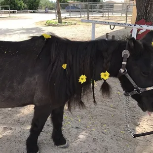 The kids are learning a life lesson on saying goodbye to an animal they love.