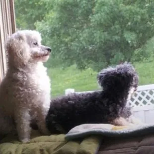 MissyMu and Wiggie waiting for me to bring Chinese food home from Lucky Chen.