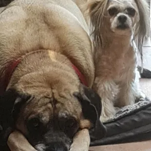 Chance our Old English Mastiff is pouting because  I had to take a phone call and he wants Mongolian Beef without vegetables from Lucky Chen