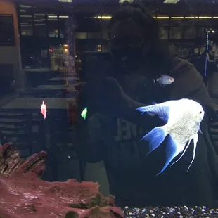 The fish tank inside