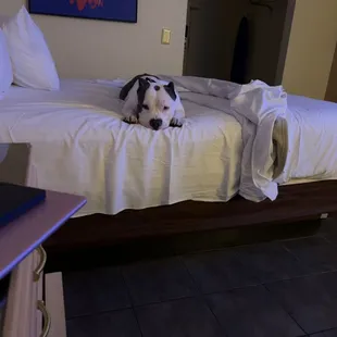 My service animal who they tried to accuse