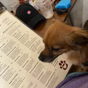 A lucky dog and menu.
