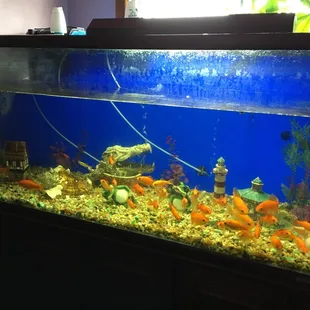Cleaned recently - looks nice! Happy fish!