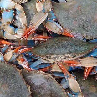 Live crab