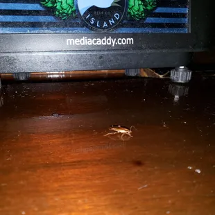 Roaches everywhere!