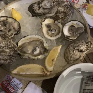 Blue Point Oysters
