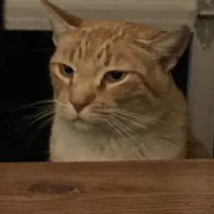 Resident cat (orange)