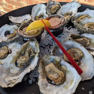 Dozen Steamed HH Oysters