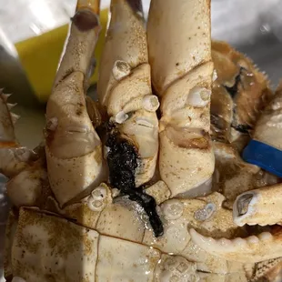 a crab&apos;s claws and claws