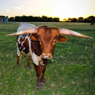 On-site longhorns