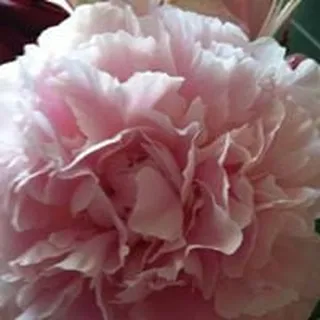 Flora C.