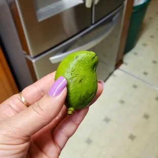 Mini mango