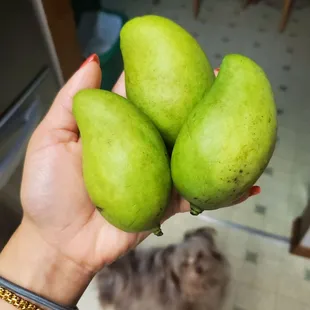 Mini green mangoes