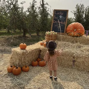 Pumpkin Patch