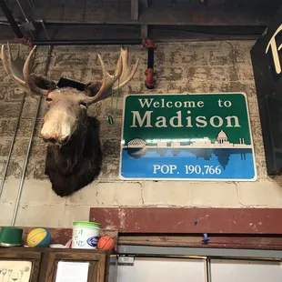 a moose head mounted on the wall