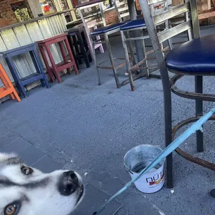 This place is extremely dog friendly.  Great patio area.