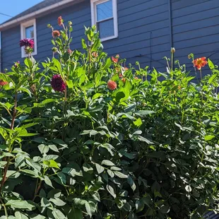 Outdoor garden