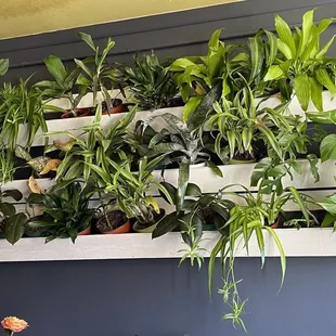 plant wall