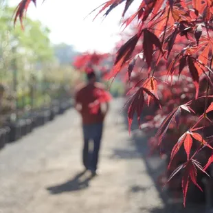 Luis&apos; Nursery sells fruit trees, citrus trees palm trees and more