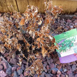 Razzle Berry plant I purchased this spring 2014