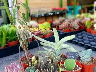 Sugar's Succulents