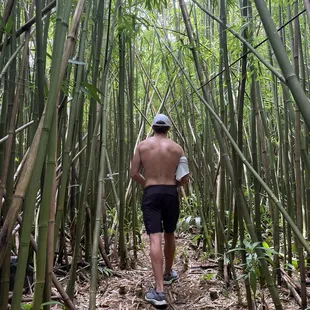 Bamboo hike at start of trail