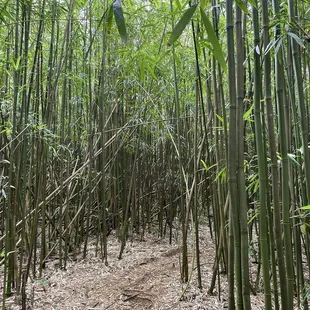 Bamboo forest at the beginning of the trail.