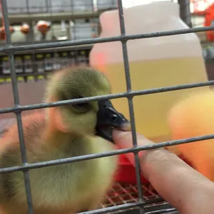 Stopped by to pet the cuties!! Customer service was on point! Friendliest staff! They let me take a bunch of boxes to help me with my move.