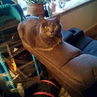 Lume is the cat's meow!