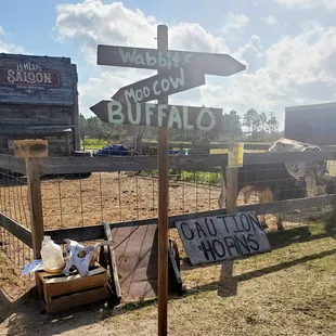 a cow in the background