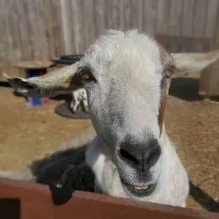 Cute goats gone wild!