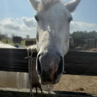 Such a sweet little horse!
