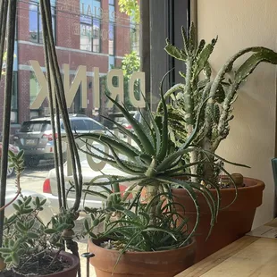 Plants in shop