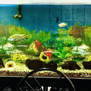 Large fish tank with 3 fish.
